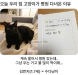 오늘 우리집 고양이가 동물병원 다녀온 이유 - DogDrip.Net 개드립