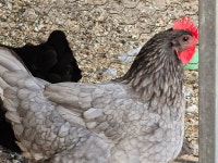 청계 닭대가리보여달라서 보여드리겠습니다. - DogDrip.Net 개드립