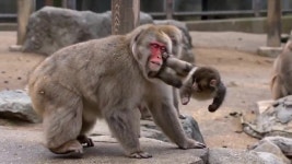 무림에선 노인과 아이를 조심하라  - DogDrip.Net 개드립