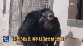 28살 인생 처음으로 푸른 하늘보고 연신 감탄하는 실험심 침팬지 - DogDrip.Net 개드립