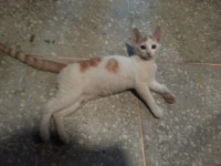 고양이가 4일전 하늘나라로 떠났어.. - DogDrip.Net 개드립