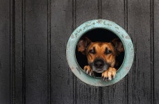 개구멍 - DogDrip.Net 개드립