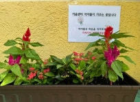 우리동네소식(상세) | 동네소식 | 사당1동 | 포털사이트