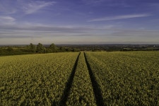 Crops - Drone Photography Crops