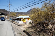 [2020-03-16, 월] 양평 산수유마을(내리) 방문 - Outdoor Life - 닥터스파크
