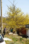 [2020-03-24, 화] 양평 산수유꽃마을(주읍리) 방문 - Outdoor Life - 닥터스파크