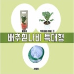 배추흰나비 알화분 특대형 (날짜지정) - 레드포인트