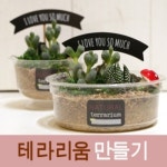 테라리움 만들기재료 - 레드포인트