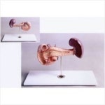 보건교구 실제크기 췌장 모형 KIM-J0010(kim3-346) | 레드포인트