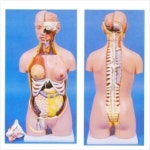 인체상반신모형(kim-A0006) kim3-811 | 레드포인트