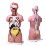남녀공용 인체반신모형 (KIM-A0002) 17p(kim3-356) | 레드포인트