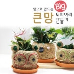 큰망만들기 집콕 DIY체험학습 공기정화식물 토피어리 - 레드포인트