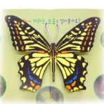 [펀북에듀] 이미경의 팝업 카드-나비의 한살이 - 레드포인트
