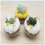 식물을 이용한 가습기테라리움(다육이)1인 | 레드포인트