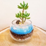 [식물탐구] 에코키즈 새싹보리키우기세트 - 레드포인트