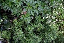 반딧불이와 귀화식물 : 보존과 관리, 그 간극과 모순