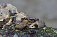 태안 가로림만 갯벌 탐사 취재기<1>