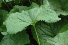 서정수 박사의 약용식물 시리즈 <41> 곰취