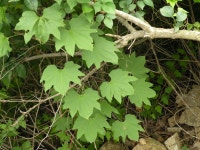 서정수 박사의 약용식물 시리즈 <44> 마