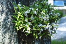 멸종위기 난초 ‘석곡’, 가을장마에 다시 꽃 피워