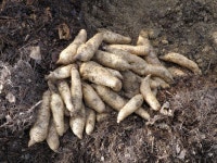 치매 예방에 탁월한 ′천마′, 안정적인 시설재배법 개발