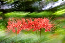 상암동 메타쉐콰이어 숲이 확 달라졌다.