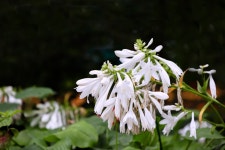 상암동 메타쉐콰이어 숲이 확 달라졌다.