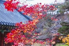 공주 마곡사의 단풍