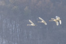 경안천 생태습지공원에서 만난 겨울 철새 큰고니 경안천 생태습지공원에서 만난 겨울 철새  큰고니