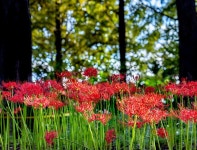 이룰 수 없는 사랑′이라는 꽃말을 가진 ′꽃무릇′