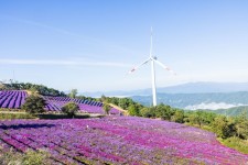 2024 경남 거창 감악산에 핀 꽃 & 별 여행, 아스타국화 축제 2024 경남 거창 감악산에 핀 꽃 & 별  여행, 아스타국화 축제