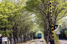 전주 팔복동 철길 이팝나무 길