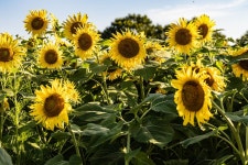 호로고루성 해바라기 축제
