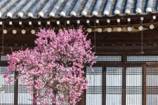 아산 현충사 매화, 산수유 등 봄꽃 절정, 이순신 충무공의 역사 여행 아산 현충사 매화, 산수유 등 봄꽃 절정,  이순신 충무공의 역사 여행