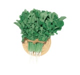 종자 | 한국농업 대표기업 | 팜한농 [산나리열무]