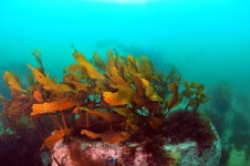 [2016.09.08.] 대황숲 시범조성