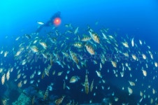 한국수산자원공단 : 공단소식 > 홍보자료실 > 홍보사진 [한국수산자원공단]
