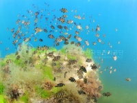 무리를 이룬 돌돔 [한국수산자원공단]