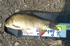 붕박 > 영천 탐사 제1탄 .... 임장지 : 낚시사랑