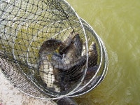 낚시사랑 > 논산IC 인접의 편안한 붕어낚시터 : 낚시사랑