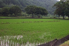 문화낚시 > 비개인주말 아산방면 저수지 담수는..... : 낚시사랑