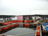 낚시사랑 > 수도권에서 가까운 서해 당암포구에서 숭어와 전어를 편안하게 좌대에서~~ : 낚시사랑