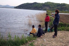 문화낚시 > 충남 아산 염치,송악 저수지 2차산란 : 낚시사랑
