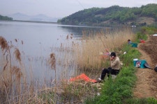문화낚시 > 충남 아산 염치,송악 저수지 2차산란 : 낚시사랑