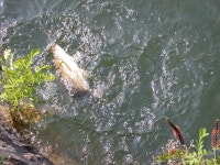 베레모 > 진도로 떠난 낚시여행.... : 낚시사랑