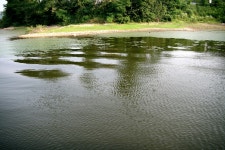 파라프레니아 > 영인지 : 낚시사랑