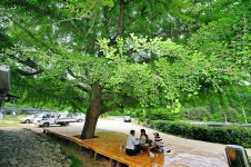 낚시사랑 > 가평 은행나무공원 : 낚시사랑