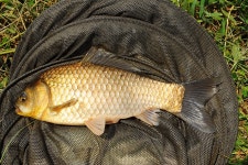 낚시사랑 > 탄금호 입석낚시터 : 낚시사랑