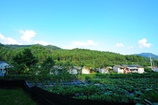 낚시사랑 > 가평 은행나무공원 : 낚시사랑