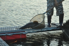 츄릅 > (송악ic바다낚시터) 날씨는 더워도 마릿수는 가능하다! : 낚시사랑